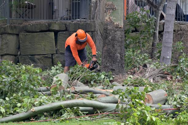 The Steps Involved in Our Tree Care Process in Matthews, NC